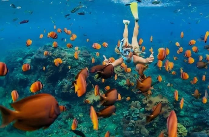 Wall Bay Snorkeling